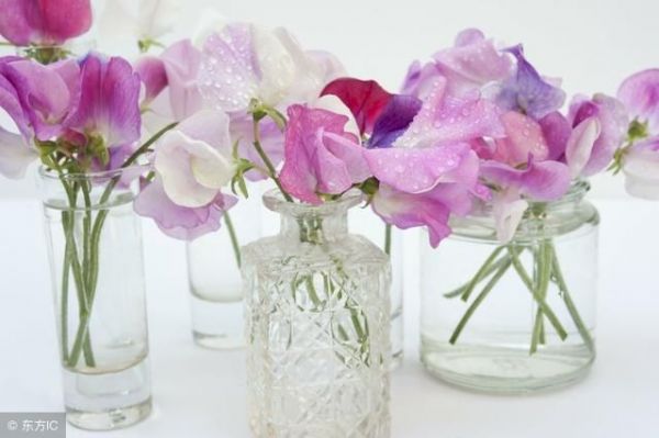 陽宅風水——擺放風水蟬、公雞飾物、花瓶養花、紫金葫蘆、貔貅